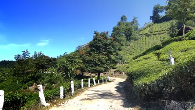 Image Image