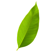 small leaf