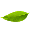 large leaf