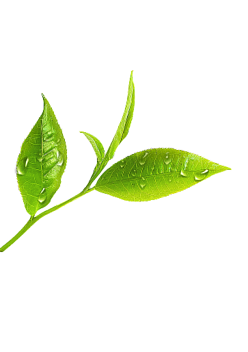 leaf icon